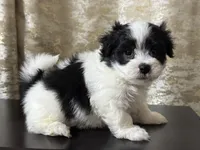 Max, a male Maltipoo for sale in Monroe, NC – 3 of 5