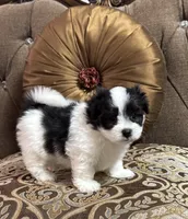 Max, a male Maltipoo for sale in Monroe, NC – 4 of 5
