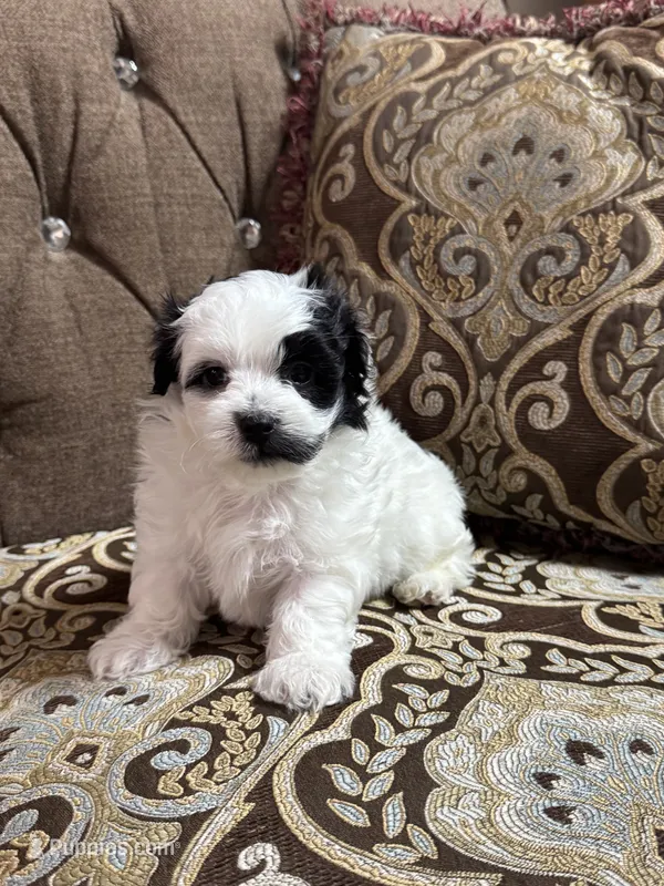 Charlie  – Maltipoo puppy for sale in Monroe, NC