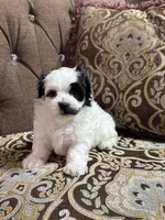 Charlie , a male Maltipoo for sale in Monroe, NC – 1 of 3