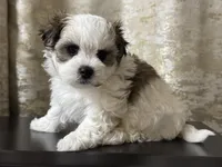 Luke, a male Maltipoo for sale in Monroe, NC – 4 of 4