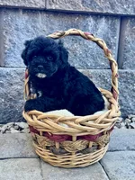 Sam, a male Maltipoo for sale in Monroe, NC – 4 of 4