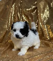 Charlie , a male Maltipoo for sale in Monroe, NC – 2 of 3