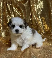 Luke, a male Maltipoo for sale in Monroe, NC – 2 of 4
