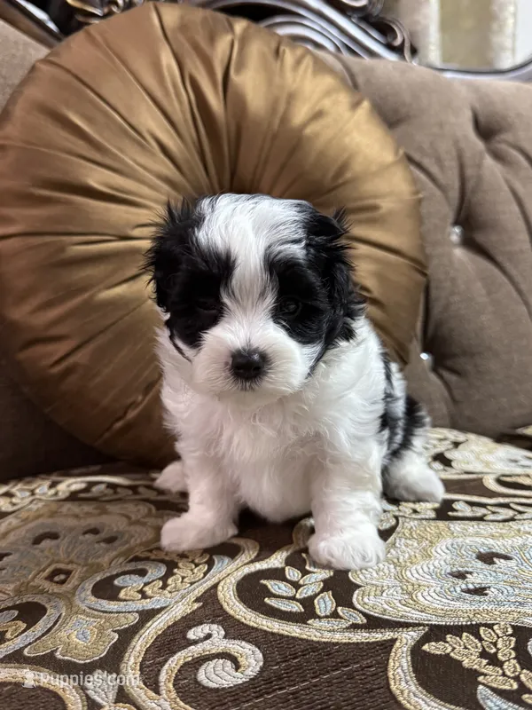 Daisy  – Maltipoo puppy for sale in Monroe, NC