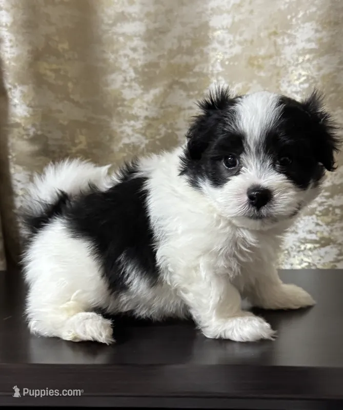 Max – Maltipoo puppy for sale in Monroe, NC