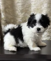 Max, a male Maltipoo for sale in Monroe, NC – 1 of 5
