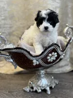 Saliie, a female Maltipoo for sale in Monroe, NC – 2 of 4