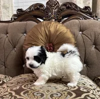 Charlie , a male Maltipoo for sale in Monroe, NC – 3 of 3