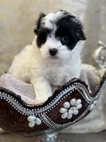 Saliie, a female Maltipoo for sale in Monroe, NC – 3 of 4