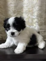 Max, a male Maltipoo for sale in Monroe, NC – 2 of 5