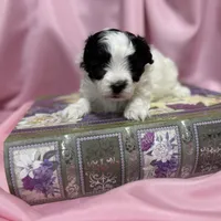 Tyler, a male Maltipoo for sale in Monroe, NC – Photo 8 of 8