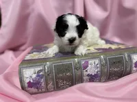 processed/919392c9-c72e-41f7-89a8-51efc23d69fb/listing/9d52c6bd-9a97-42ef-9625-8cef51ae58f3/0787f9ca-756d-4d63-bcd1-3bbca8ea72f8