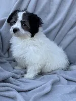 Tyler, a male Maltipoo for sale in Monroe, NC – Photo 1 of 8