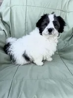 Tyler, a male Maltipoo for sale in Monroe, NC – Photo 4 of 8