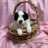 Tyler, a male Maltipoo for sale in Monroe, NC – Photo 7 of 8