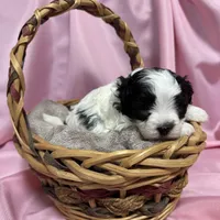 Tyler, a male Maltipoo for sale in Monroe, NC – Photo 6 of 8