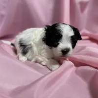 Tyler, a male Maltipoo for sale in Monroe, NC – Photo 5 of 8