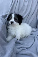 Tyler, a male Maltipoo for sale in Monroe, NC – Photo 2 of 8