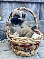 Addie, a female Maltipoo for sale in Monroe, NC – 2 of 4