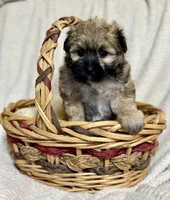 Addie, a female Maltipoo for sale in Monroe, NC – 1 of 4