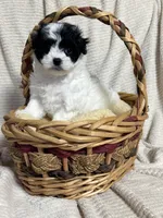 Saliie, a female Maltipoo for sale in Monroe, NC – 4 of 4