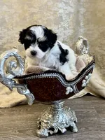 Ava, a female Maltipoo for sale in Monroe, NC – 4 of 4