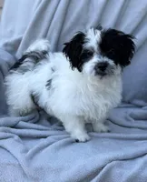 Stacy, a female Maltipoo for sale in Monroe, NC – Photo 2 of 9