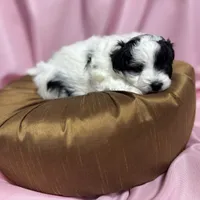 Stacy, a female Maltipoo for sale in Monroe, NC – Photo 9 of 9