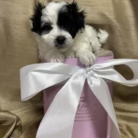 Stacy, a female Maltipoo for sale in Monroe, NC – Photo 4 of 9