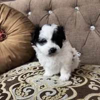 Stacy, a female Maltipoo for sale in Monroe, NC – Photo 6 of 9