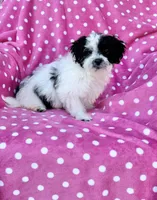 Stacy, a female Maltipoo for sale in Monroe, NC – Photo 3 of 9