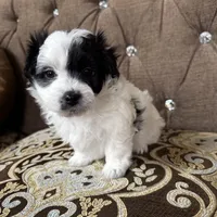 Stacy, a female Maltipoo for sale in Monroe, NC – Photo 5 of 9