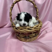 Stacy, a female Maltipoo for sale in Monroe, NC – Photo 8 of 9