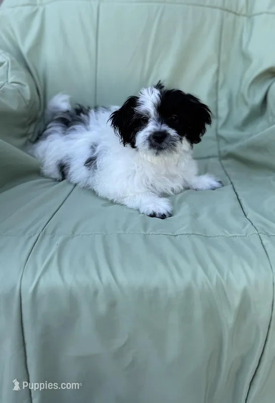 Stacy – Maltipoo puppy for sale in Monroe, NC