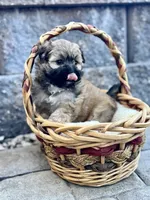 Addie, a female Maltipoo for sale in Monroe, NC – 3 of 4