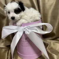 Becca, a female Maltipoo for sale in Monroe, NC – Photo 5 of 7