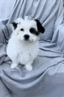 Becca, a female Maltipoo for sale in Monroe, NC – Photo 3 of 7