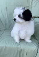 Becca, a female Maltipoo for sale in Monroe, NC – Photo 2 of 7