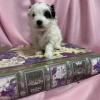 Becca, a female Maltipoo for sale in Monroe, NC – Photo 6 of 7