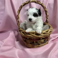 Becca, a female Maltipoo for sale in Monroe, NC – Photo 7 of 7