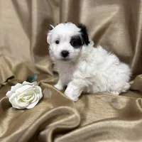 Becca, a female Maltipoo for sale in Monroe, NC – Photo 4 of 7