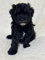 Sam, a male Maltipoo for sale in Monroe, NC – 1 of 4