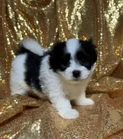 Max, a male Maltipoo for sale in Monroe, NC – 5 of 5