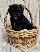 Sam, a male Maltipoo for sale in Monroe, NC – 3 of 4