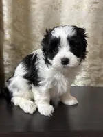 Daisy , a female Maltipoo for sale in Monroe, NC – 3 of 3