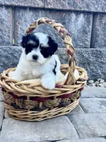Ava, a female Maltipoo for sale in Monroe, NC – 2 of 4