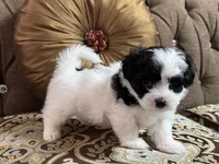 Brian, a male Maltipoo for sale in Monroe, NC – 2 of 2