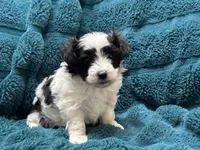 Bob, a male Maltipoo for sale in Monroe, NC – Photo 3 of 4