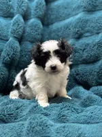 Bob, a male Maltipoo for sale in Monroe, NC – Photo 2 of 4